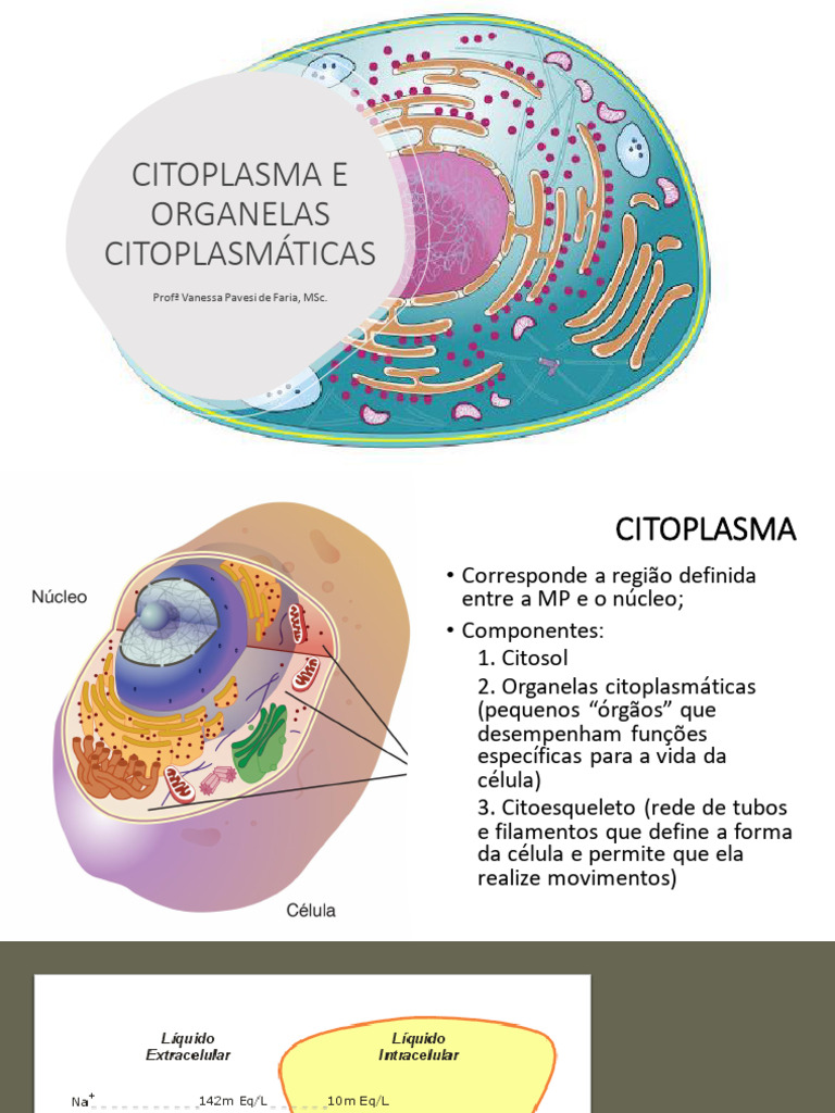 Aula 4 - CITOPLASMA E ORGANELAS CITOPLASMÁTICAS | PDF | Retículo ...