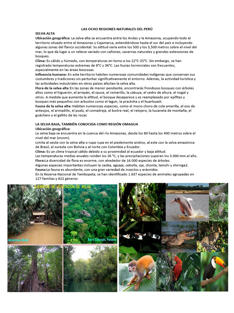 Regiones Naturales del Perú: Selva Alta y Baja | PDF | Selva | Ciencias ...