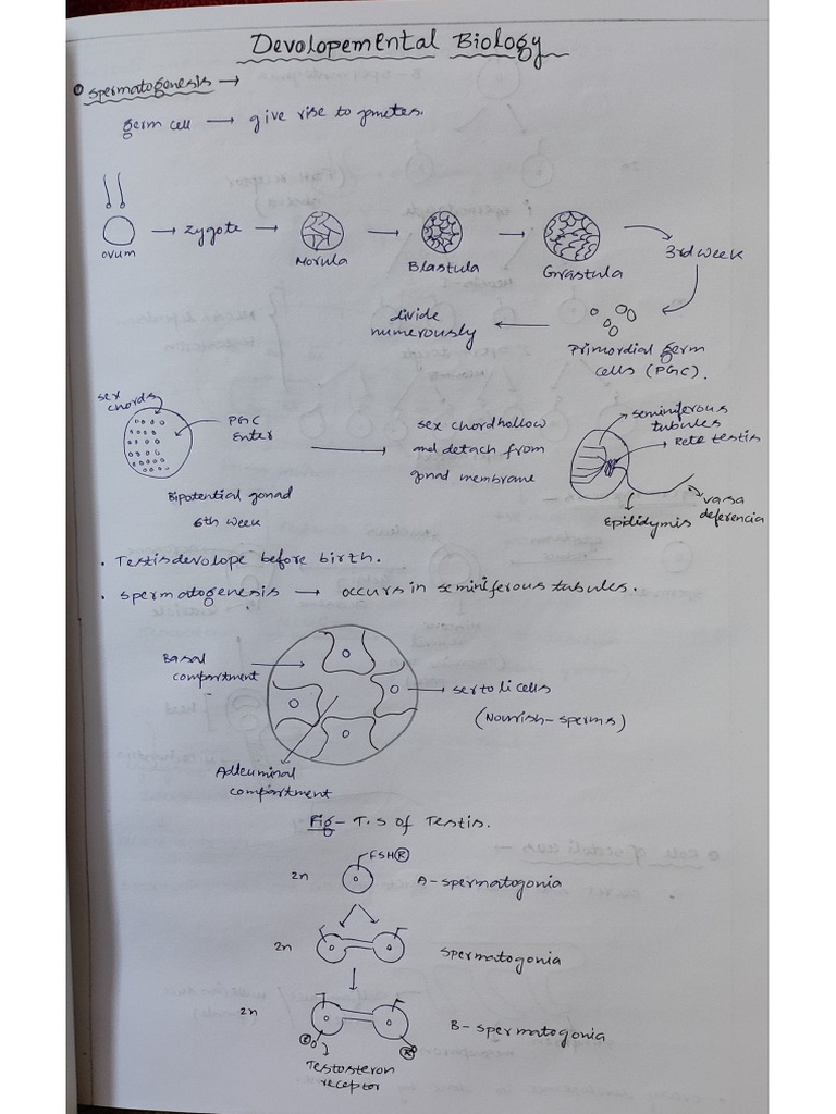 Dev Bio Notes Avantika Maam | PDF