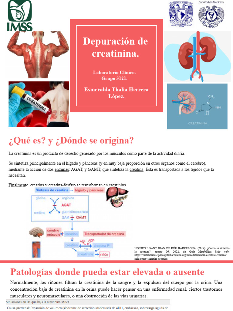 Depuración de Creatinina. | PDF | Creatinina | Riñón