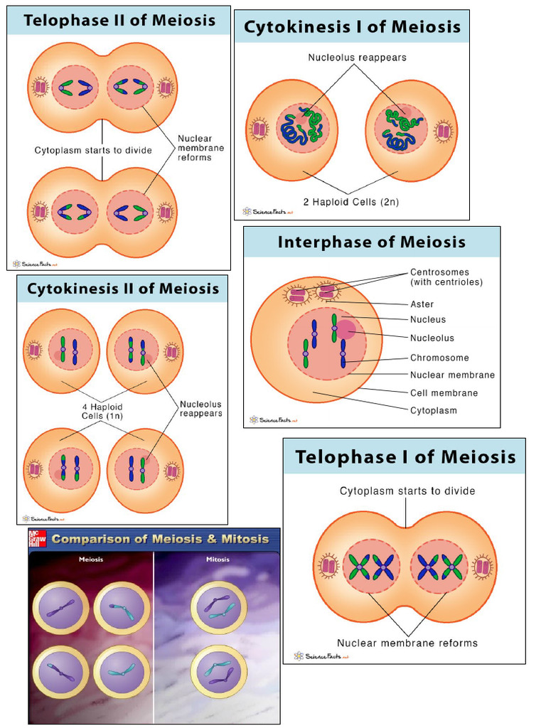 Cell Division Prints | PDF