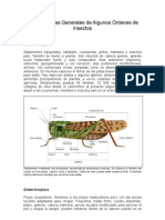 Caracteristicas Generales de Algunos Ordenes de Insectos