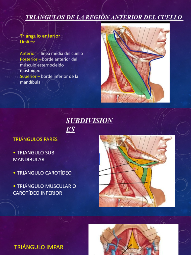 Triángulos de La Región Anterior Del Cuello | Descargar gratis PDF ...