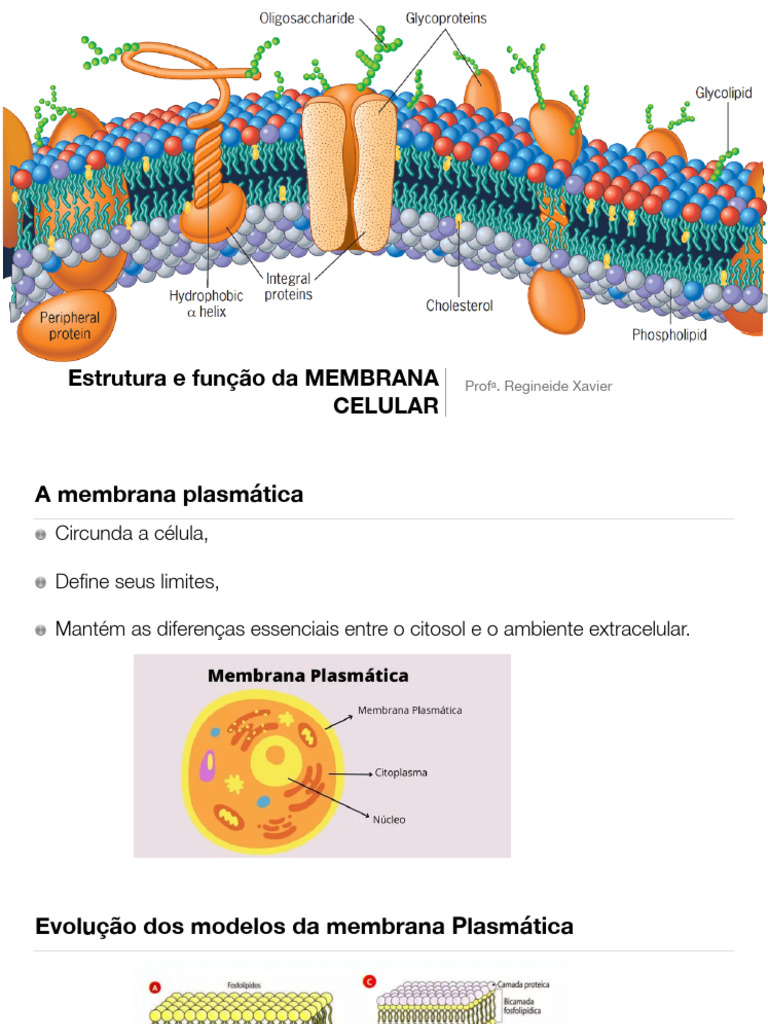 Estrutura e Função da Membrana Celular | PDF | Lipídio | Membrana celular