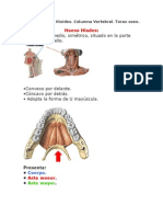 Esqueleto Axil.hiodes.columna Vertebral.torax Oseo.msouDRE