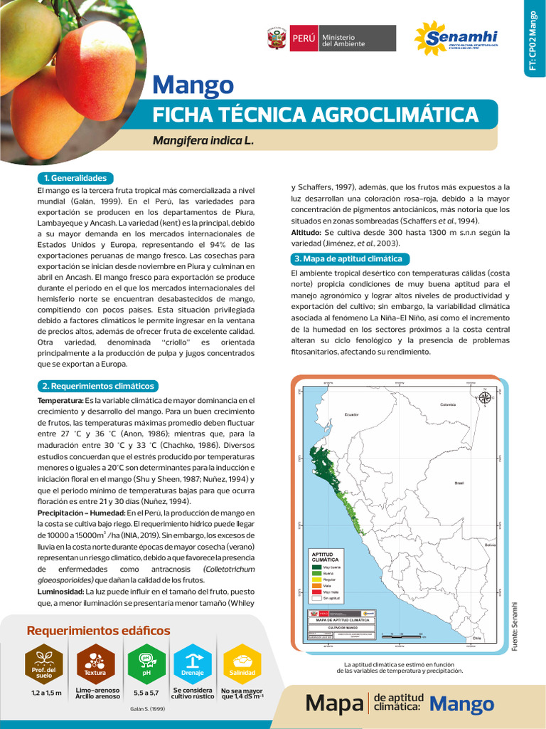 Requerimientos y Fenología del Mango | PDF | Mango | Perú