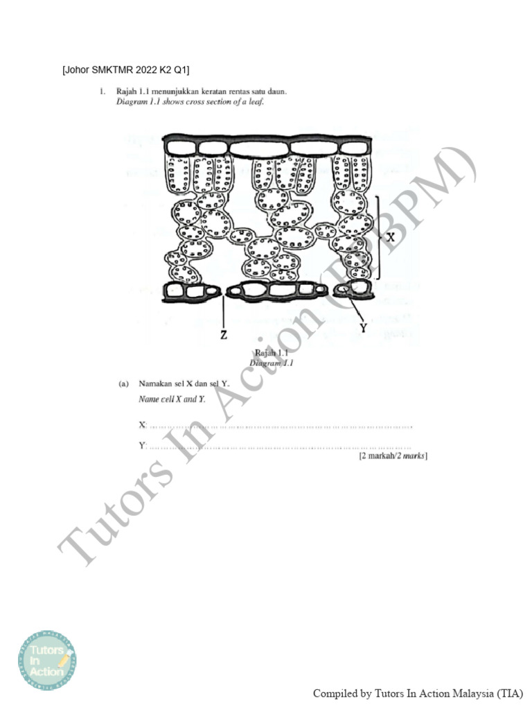 Chapter 2 leaf structure and function 2 pdf association football clubs