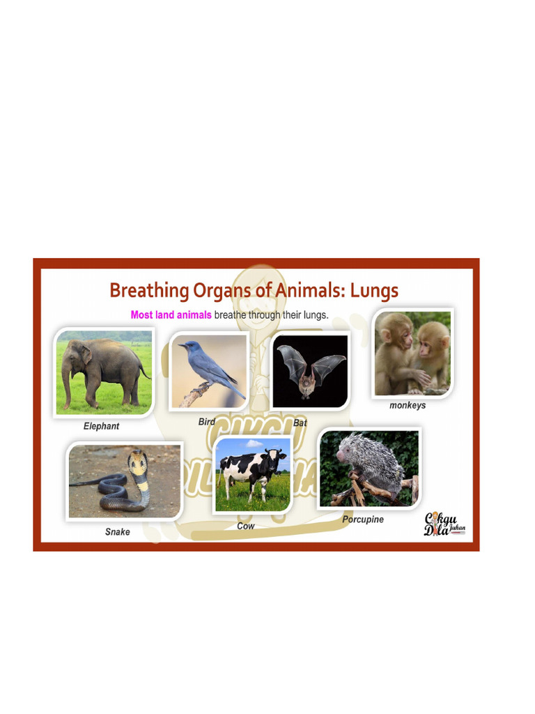 Animals | PDF