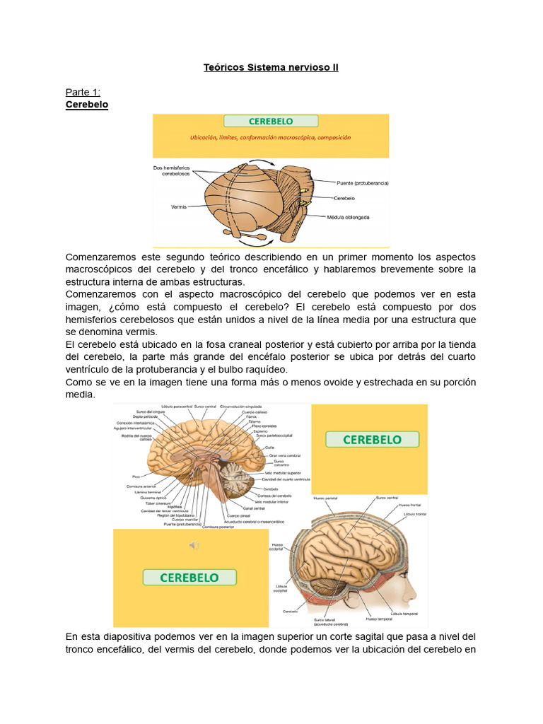 Sistema Nervioso Ii Parte 1 Pdf Cerebelo Cerebro