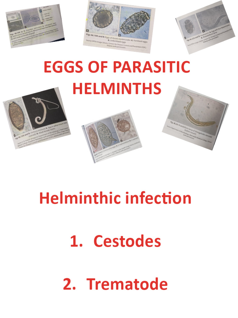 Helminth Egg Identification Guide | PDF