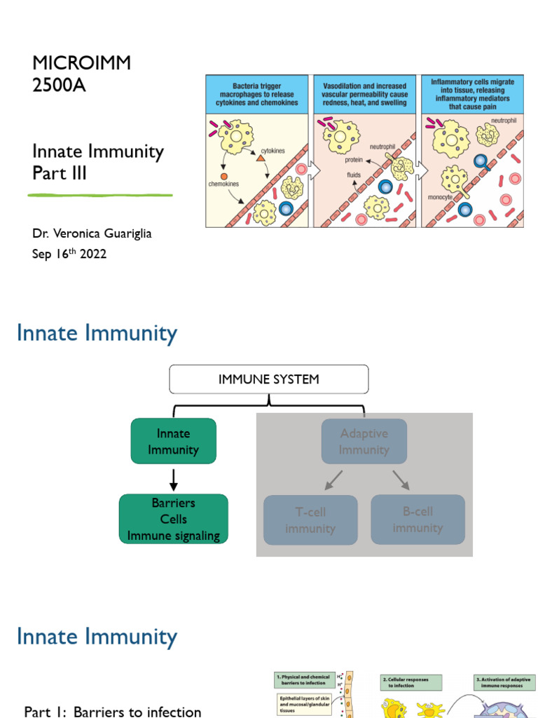 4.innate Immunity-Part III - Upload | PDF | Immune System | Innate ...