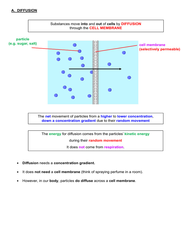 Diffusion, Osmosis, and Active Transport | PDF | Osmosis | Diffusion
