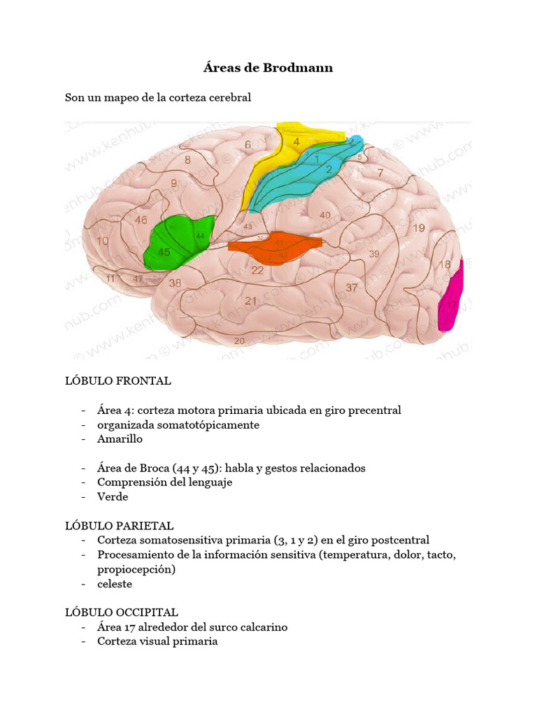 Areas de Brodmann | PDF