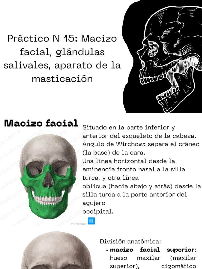 Anatomía del Macizo Facial y Masticación | PDF | Sistema ...