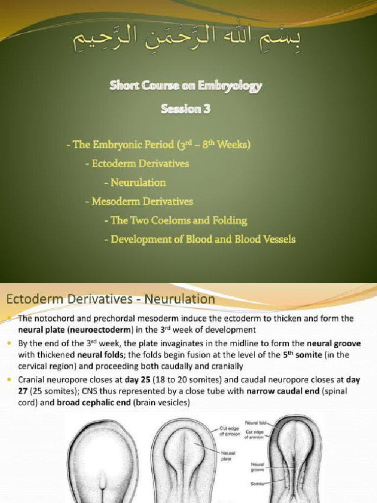 Embryology Course III - 3rd To 8th Weeks of Development - 20240704 ...