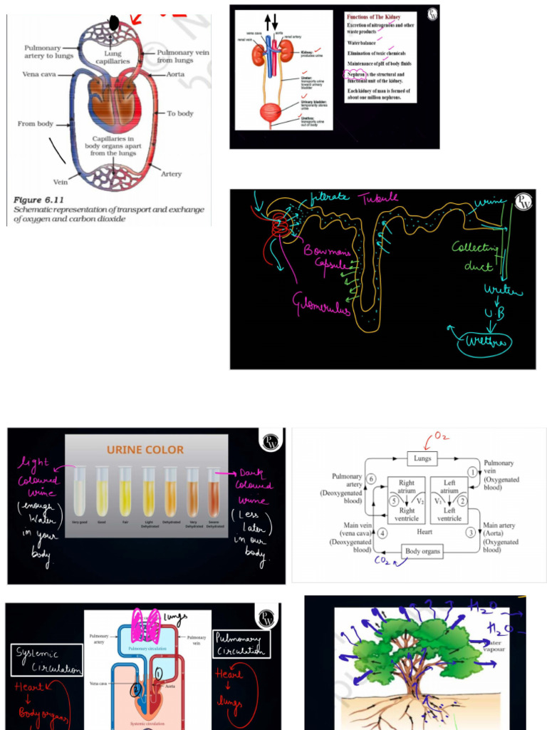 Biology Diagrams 4.0 | PDF