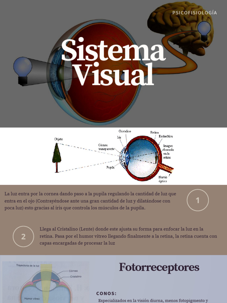 Sistema Visual Pdf Percepción Visual Lóbulo Occipital
