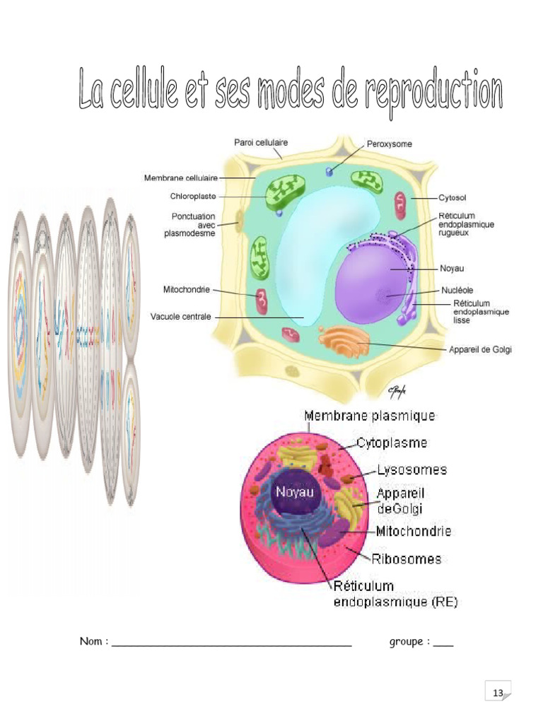 Structure et fonctions cellulaires | PDF | Cellule (Biologie) | Mitose