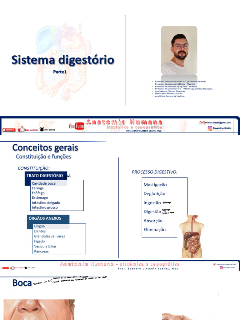 Slides Sistema Digestório Parte 1 Anatomia Humana Pdf Sistema