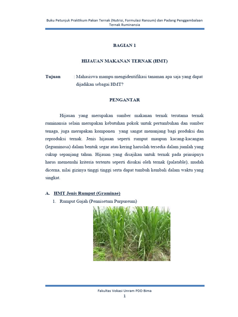 Panduan Nutrisi dan Ransum Ternak Ruminansia | PDF