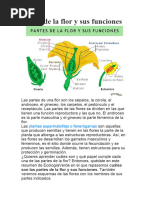 Partes y funciones de la flor | PDF | Flores | Plantas