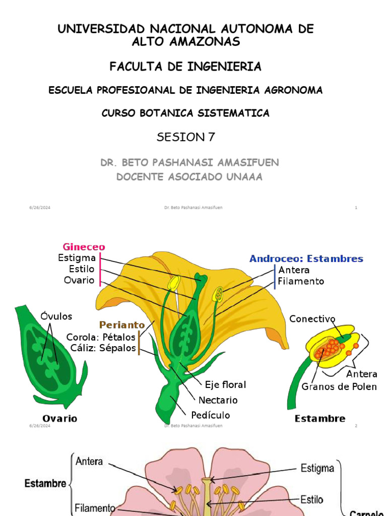Partes y Tipos de Flores en Botánica | PDF | Flores | Morfología Vegetal