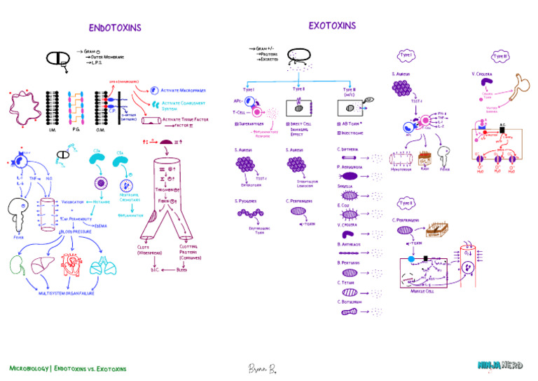 Microbiology 03 Endotoxins Vs Exotoxins Key Pdf