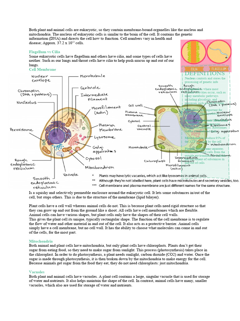 Eukaryotic Cell Structure and Functions | PDF | Cell (Biology) | Cell ...