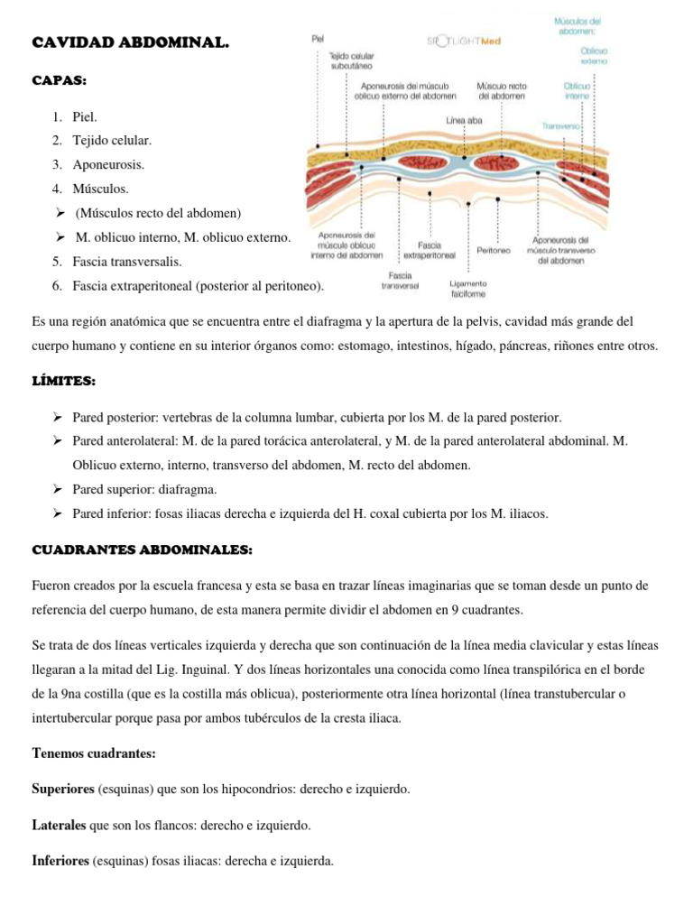 Anatomía de la Cavidad Abdominal | PDF | Abdomen | Peritoneo