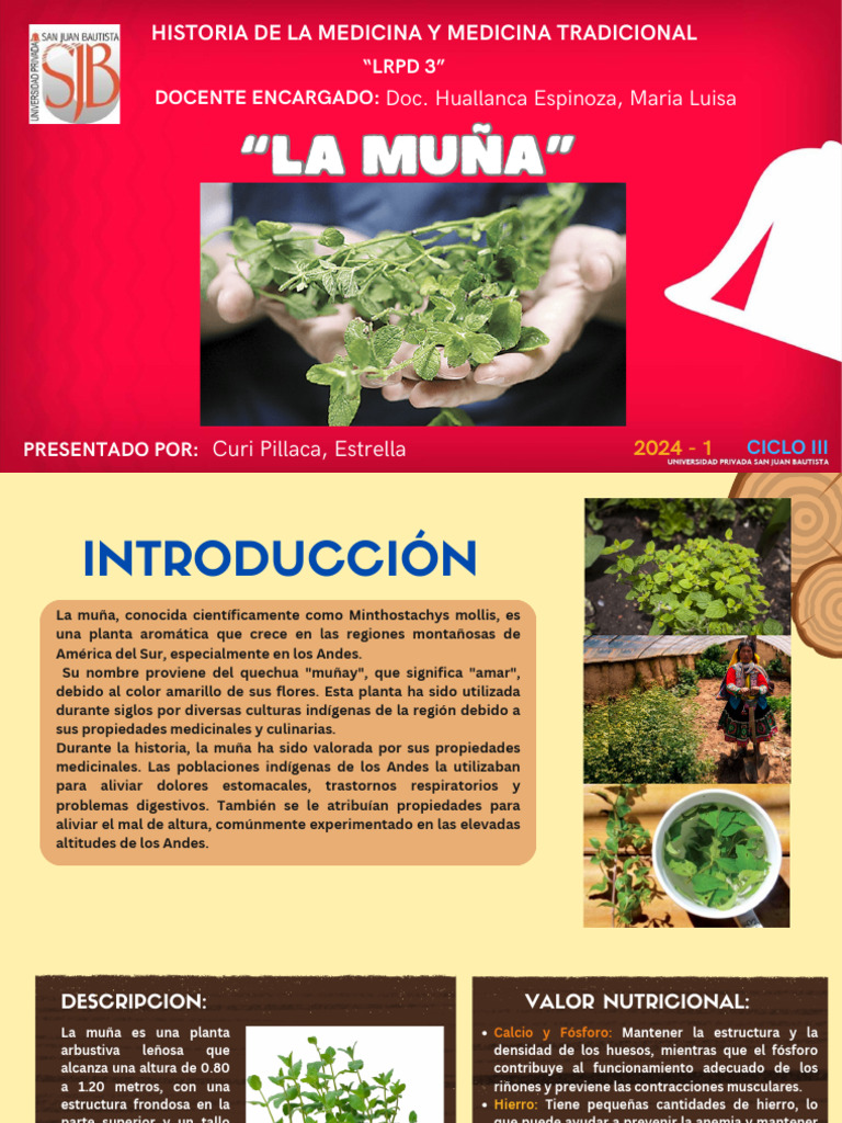 Beneficios y usos de la muña | PDF | Salud y bienestar
