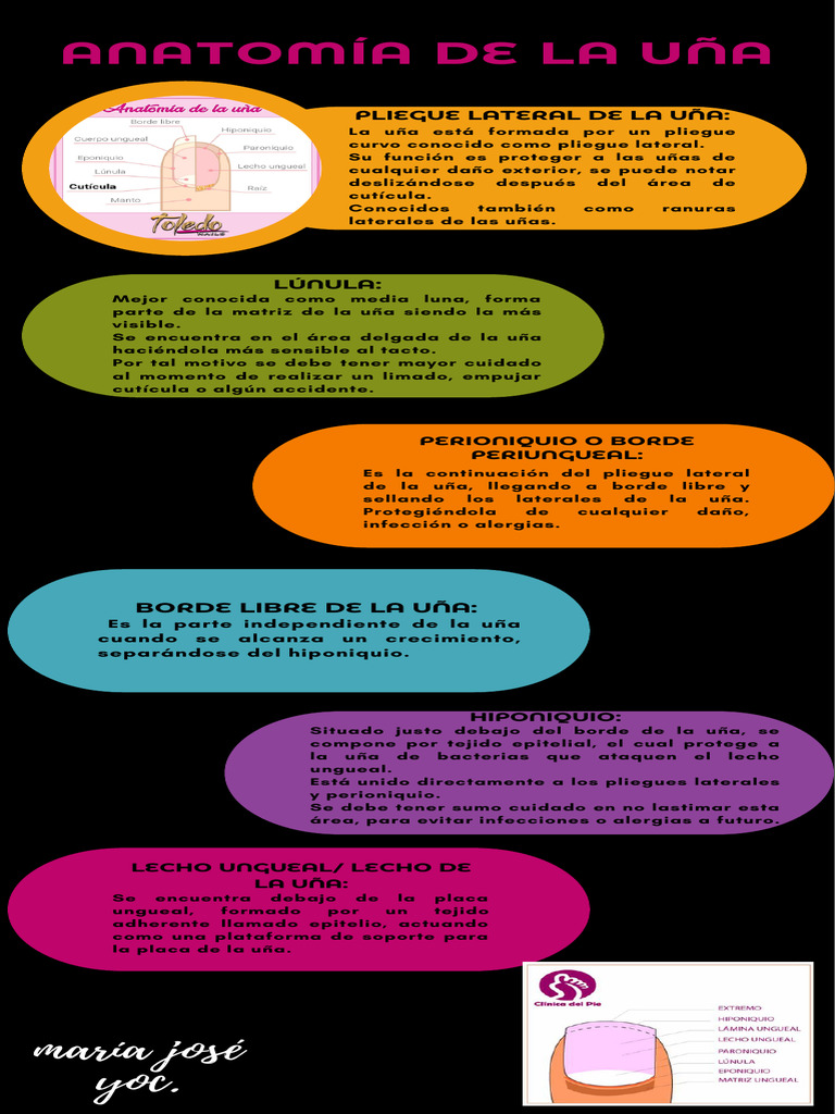 anatomía de la uña | PDF | Clavo (anatomía)