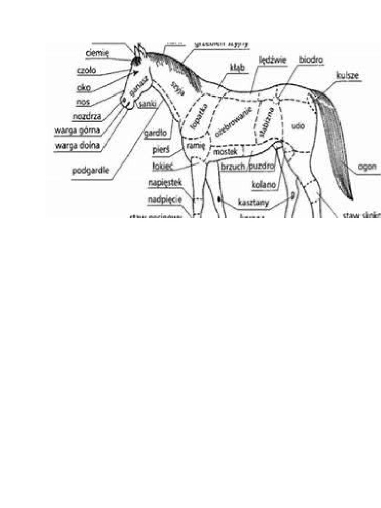 budowa-konia-notatki-pdf
