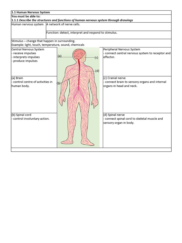 Overview of the Human Nervous System | PDF | Nervous System | Nerve