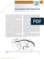 Transverse Sections of The Spinal Cord