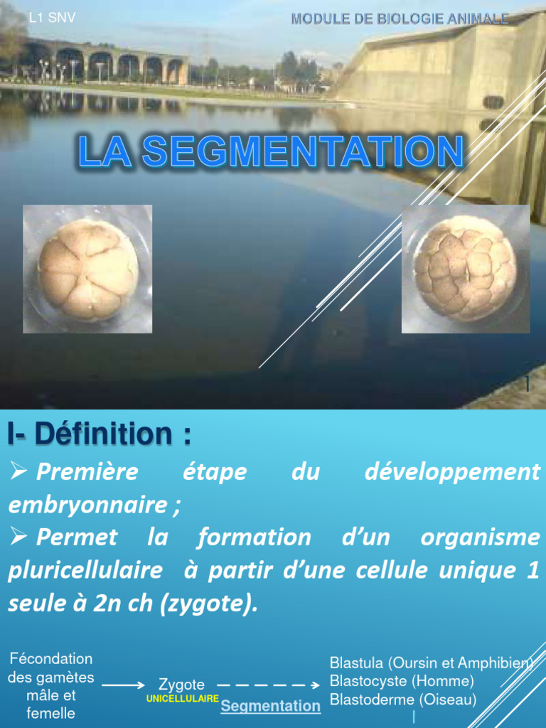Cours 5 Segmentation 2022 | PDF | Changement | la reproduction
