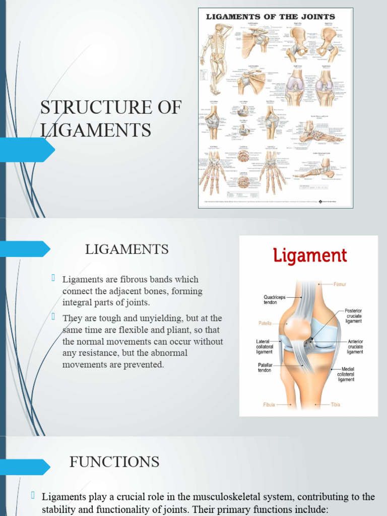 Structure of Ligaments | PDF | Extracellular Matrix | Collagen