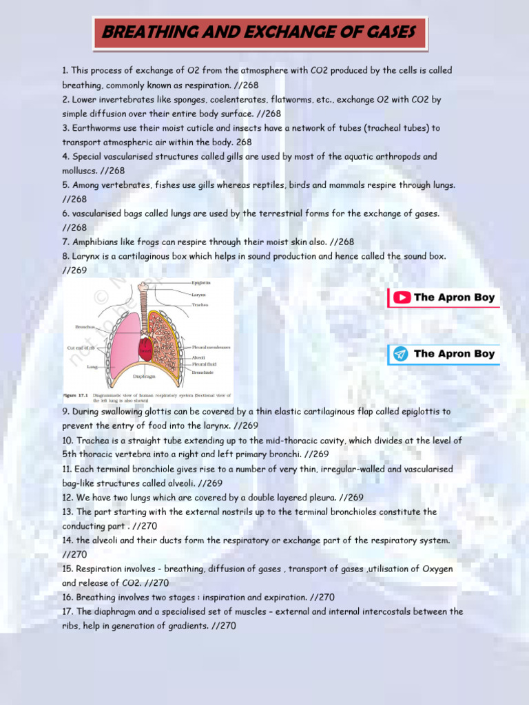 Breathing and Exchange of Gases | PDF | Respiratory System | Exhalation