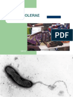 vibrio cholerae