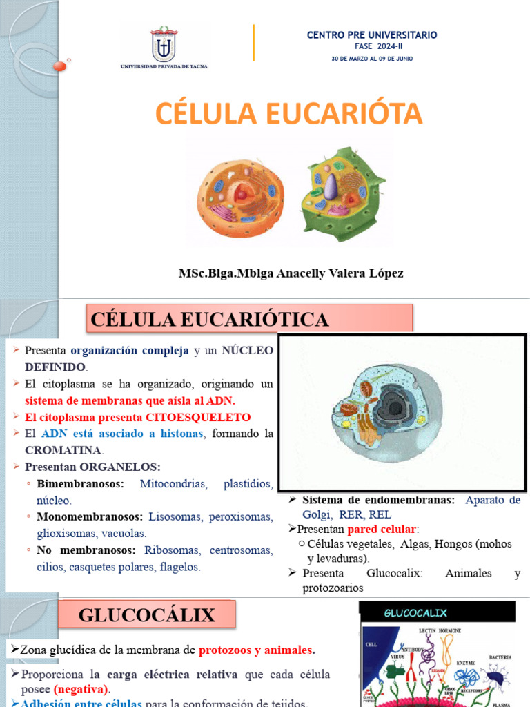 Estructura y Función de la Célula Eucariota | PDF | Membrana biológica ...