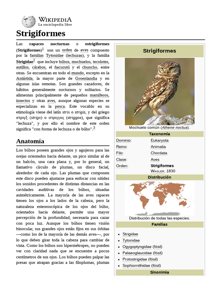Anatomía y características de los búhos | PDF | Búho | Zoología