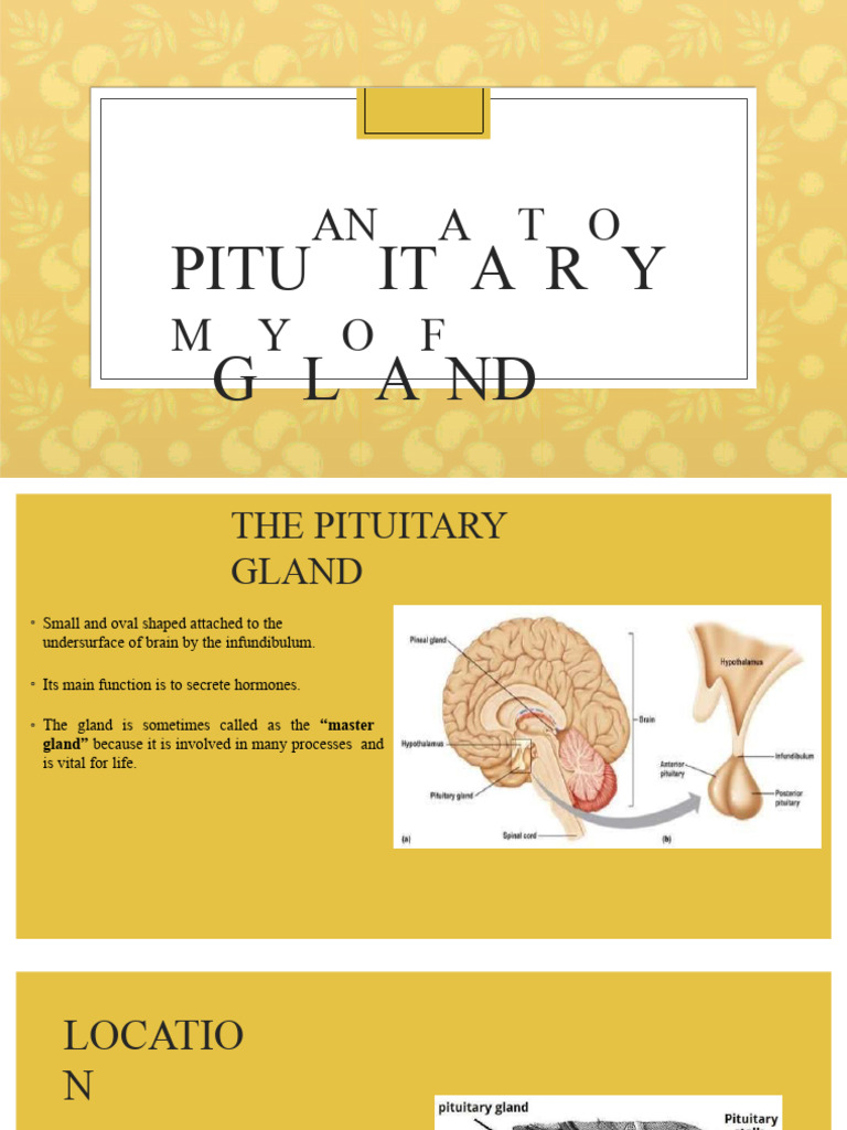 Overview of the Pituitary Gland Functions | PDF | Pituitary Gland ...