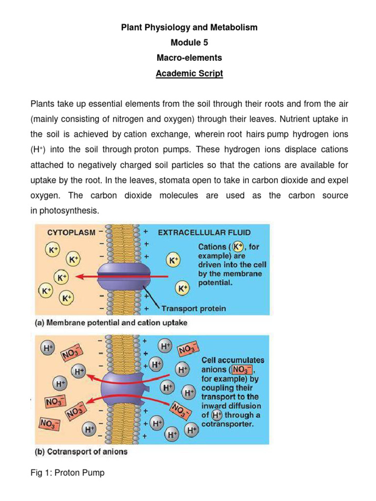 Module 5 Academic Script200318111103034242 | PDF | Plant Nutrition ...