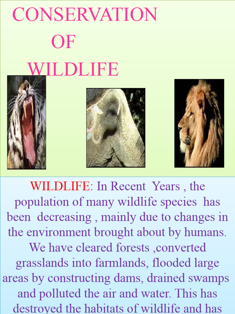 Wildlife Conservation Strategies | PDF | Endangered Species | Hunting
