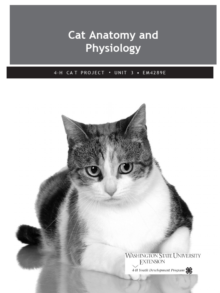 Cat Anatomy and Physiology Guide | PDF | Felidae | Lung