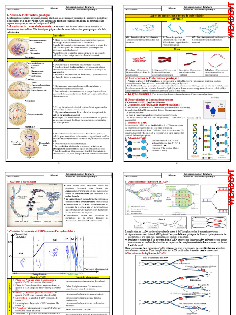 Résumé de l'information génétique 2BAC | PDF | Mitose | Chromosome