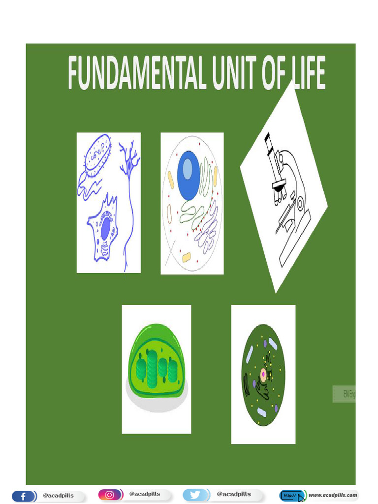 Chapter 5: The Fundamental Unit of Life | PDF | Cell (Biology ...