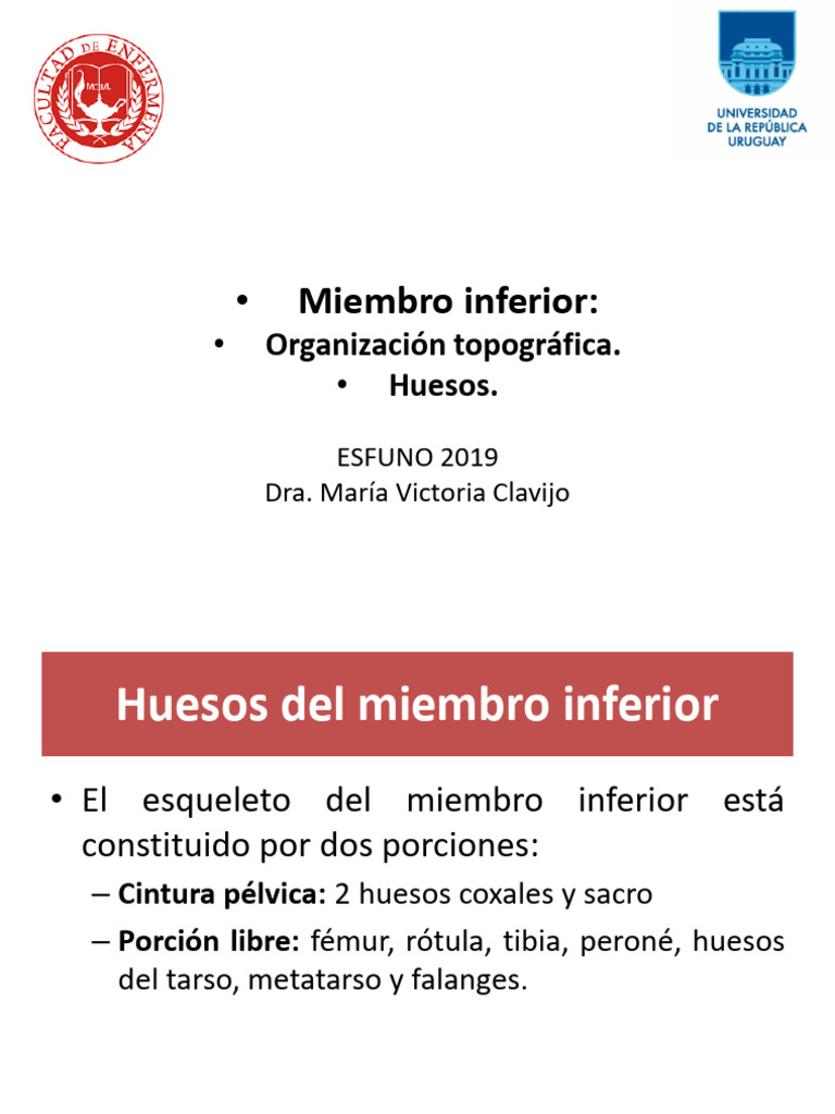 Huesos Del Miembro Inferior Pdf Pelvis Extremidades Anatomía