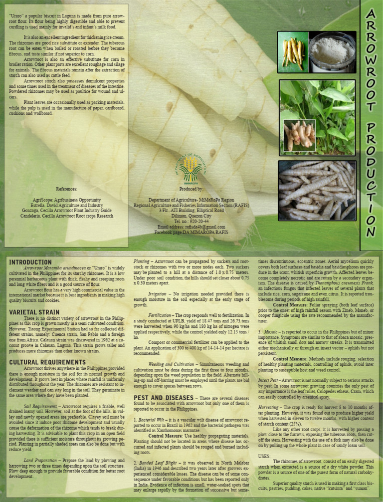 Uraro: Cultivation and Uses in Laguna | PDF | Pest (Organism) | Soil