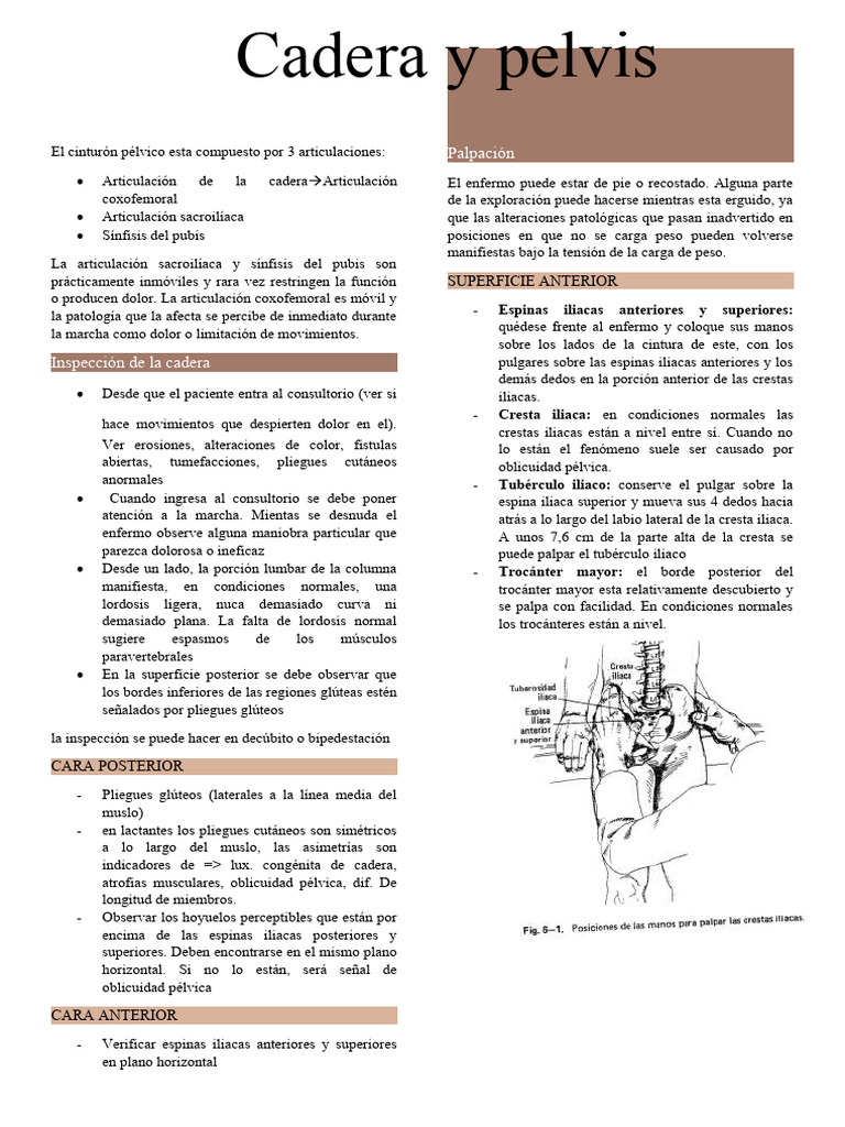 Cadera y Pelvis | PDF | Pelvis | Anatomía del miembro inferior