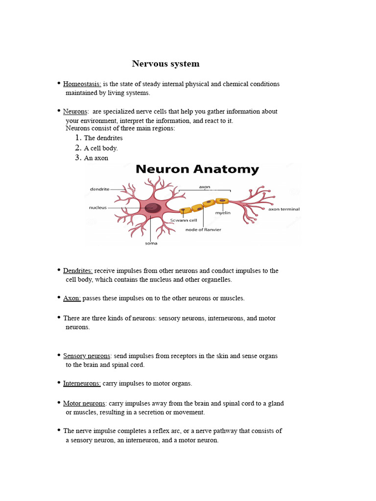 Screenshot 2024-05-15 at 9.43.19 PM | PDF | Nervous System | Myelin